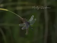 Witsnuitlibellen [Leucorrhinia]
